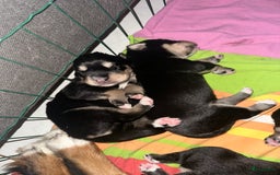 Kruising honden te koop: Liefdevolle bernsky pups  - Afbeelding 15