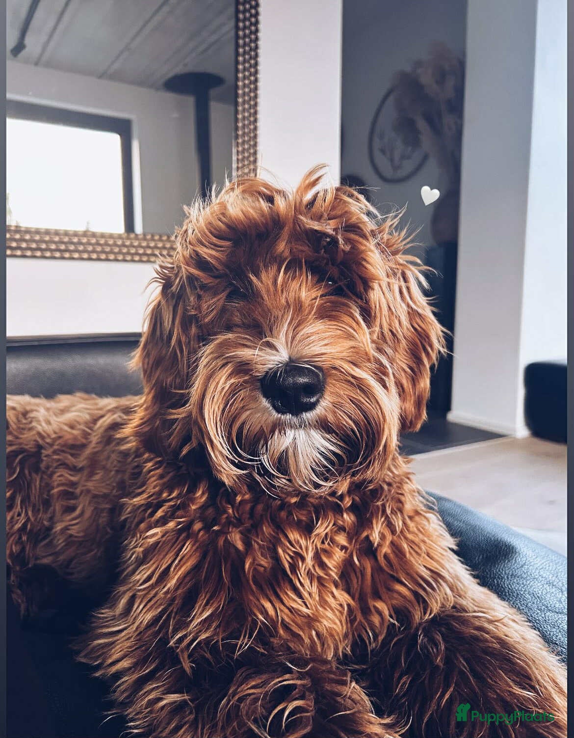 Australian Labradoodle honden ter dekking: Prachtige Dekreu  - Advertentie 1
