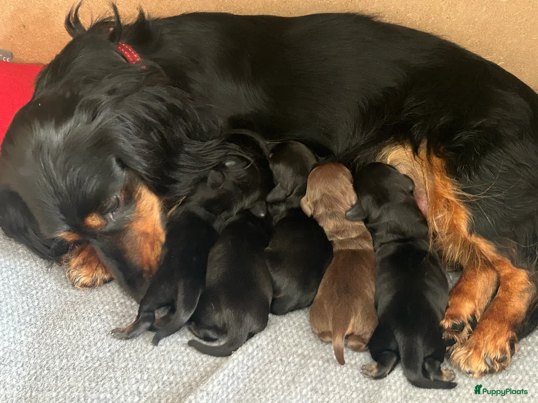 Kruising honden te koop: Standard Teckels pups in Zoetermeer - Advertentie 1
