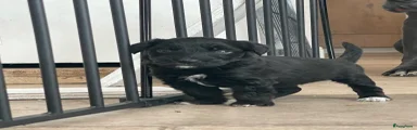 Aussiedoodle 1
