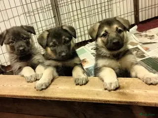 Duitse Herder honden Prachtige Oost Europese herder pups (veo) - Advertentie 16