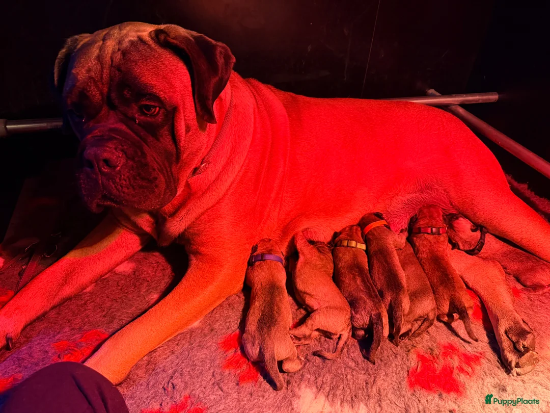 Bullmastiff honden te koop: Bullmastiff pups raszuiver in Heusden - Advertentie 1