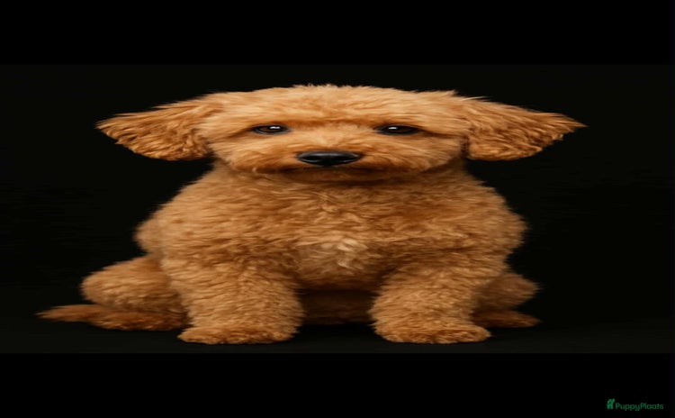 Poedel honden toy / dwergpoedel DEKreu abricot/rood in Budel - Advertentie 8