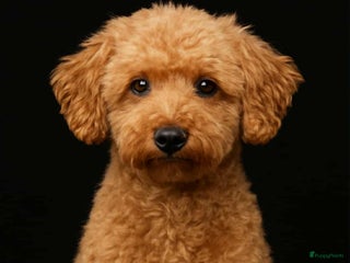 Poedel honden toy / dwergpoedel DEKreu abricot/rood in Budel - Advertentie 2