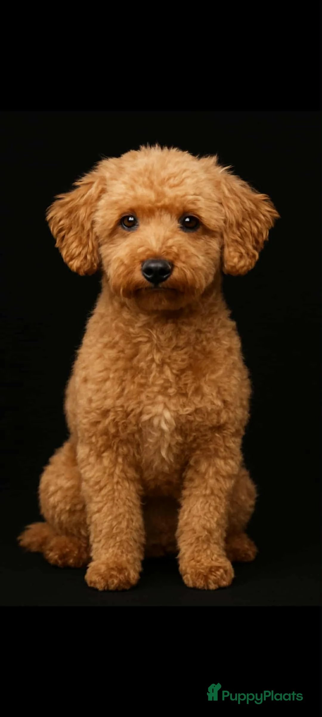 Poedel honden ter dekking: toy / dwergpoedel DEKreu abricot/rood in Budel - Advertentie 1