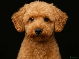 Poedel honden toy / dwergpoedel DEKreu abricot/rood in Budel - Advertentie 24