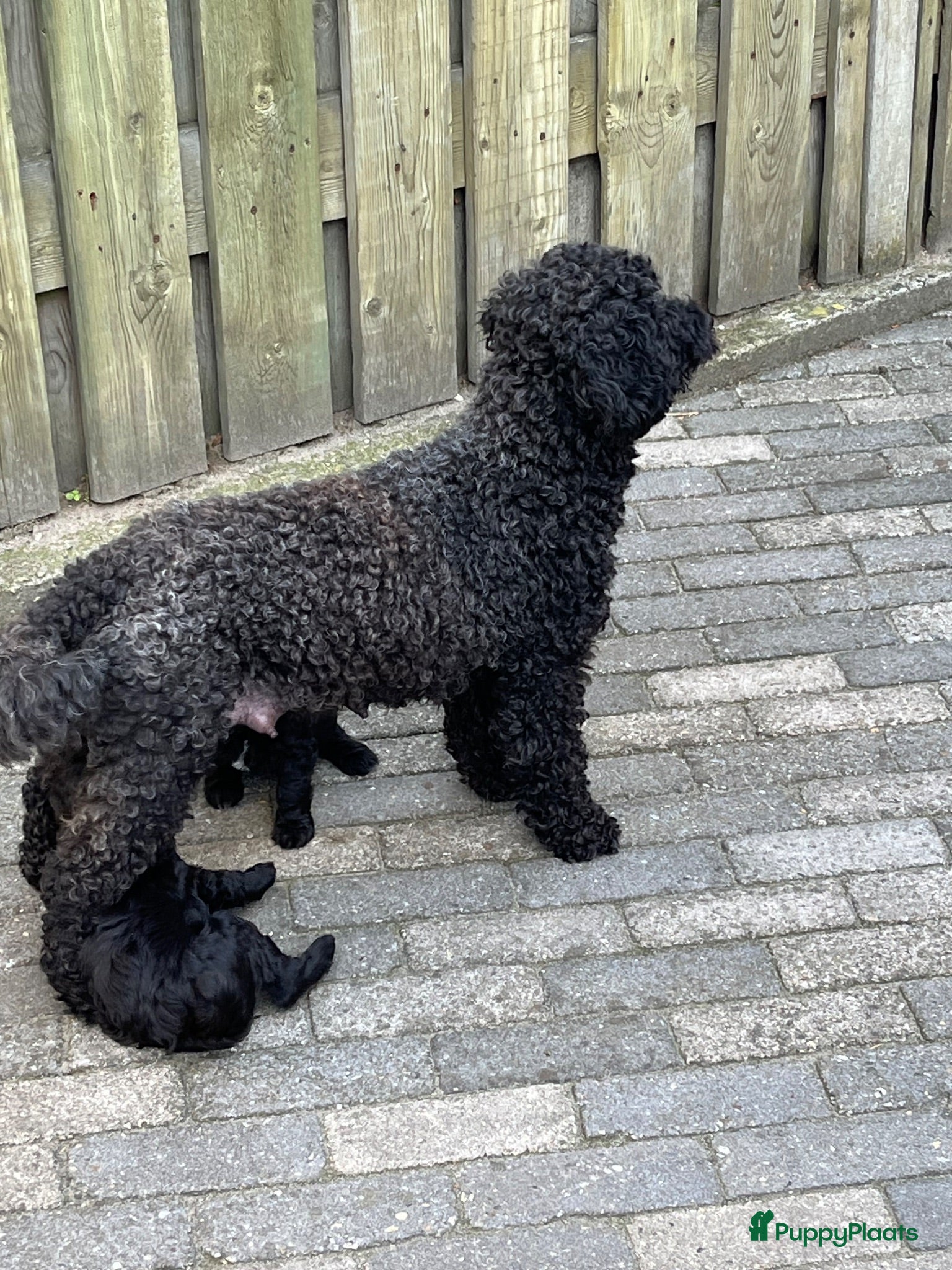Kruising honden Labradoodle mini - Advertentie 6