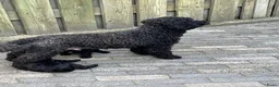 Kruising honden te koop: Labradoodle mini - Advertentie 1