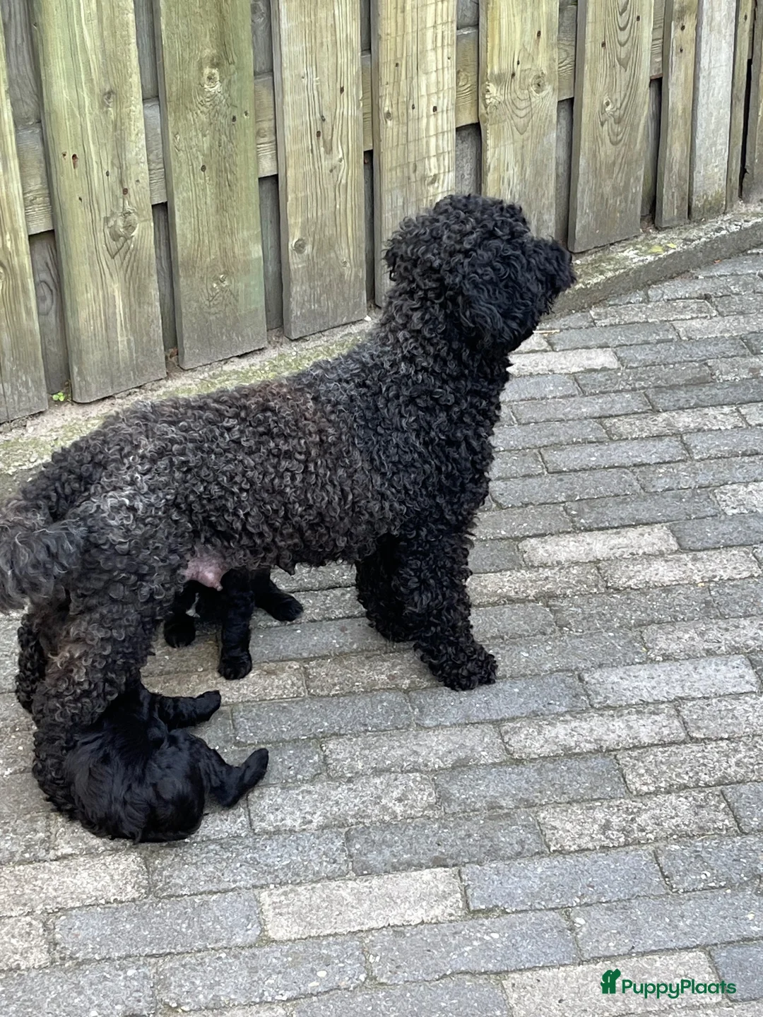 Kruising honden te koop: Labradoodle mini - Advertentie 1