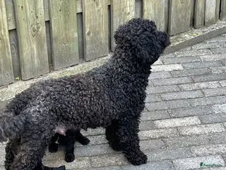 Kruising honden Labradoodle mini - Advertentie 6