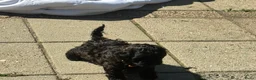 Shihpoo honden te koop: Nog twee puppy’s beschikbaar  - Advertentie 7