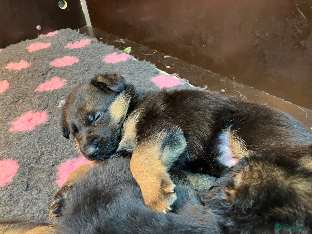 Duitse Herder honden te koop: Duitse Herder Puppy’s met Stamboom! - Advertentie 4