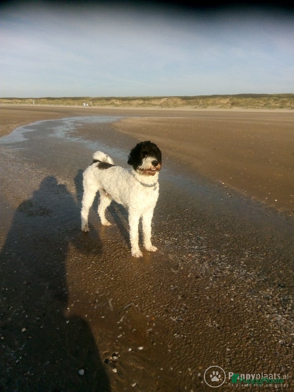 Kruising honden Prachtige Tibetoodle dekreu in Amsterdam - Advertentie 18