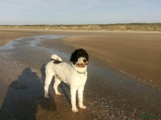 Kruising honden Prachtige Tibetoodle dekreu in Amsterdam - Advertentie 20