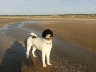 Kruising honden Prachtige Tibetoodle dekreu in Amsterdam - Advertentie 4