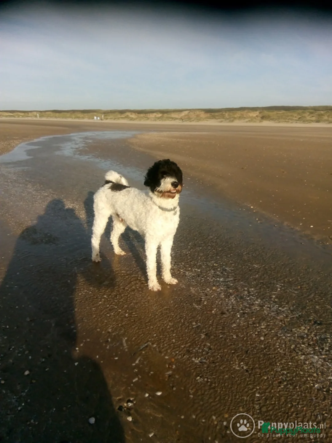 Kruising honden ter dekking: Prachtige Tibetoodle dekreu in Amsterdam - Advertentie 1