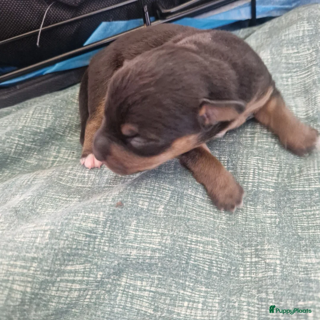 Jack Russel Terriër honden te koop: Jack Russellpups - Advertentie 16