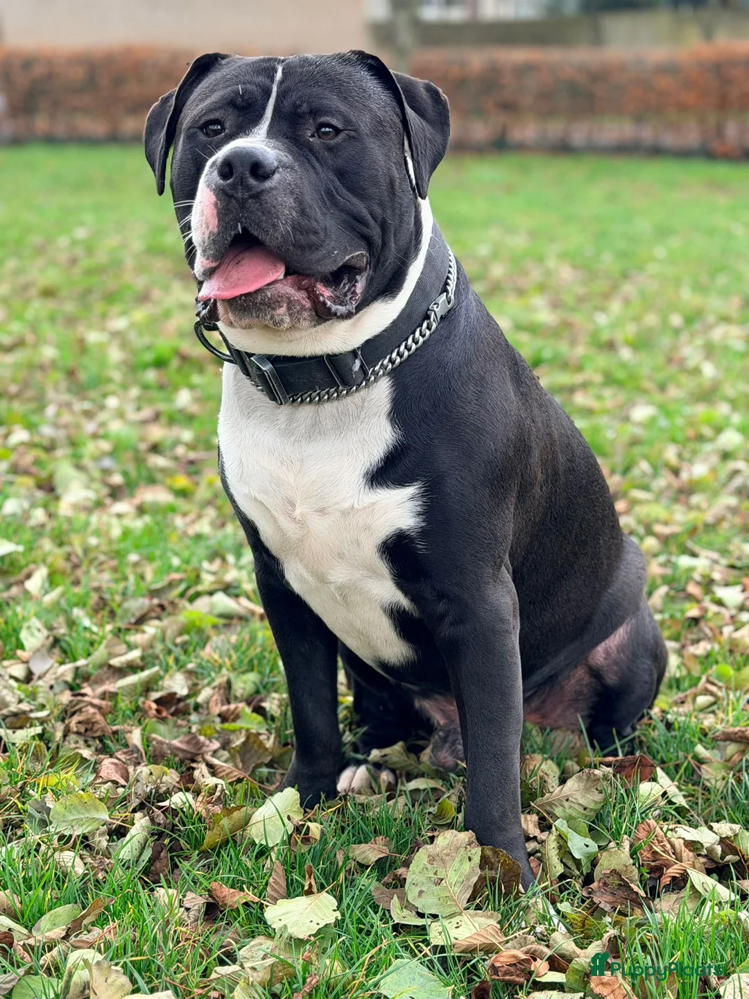 Amerikaanse Bully honden te koop: American bully xl pups  - Advertentie 18