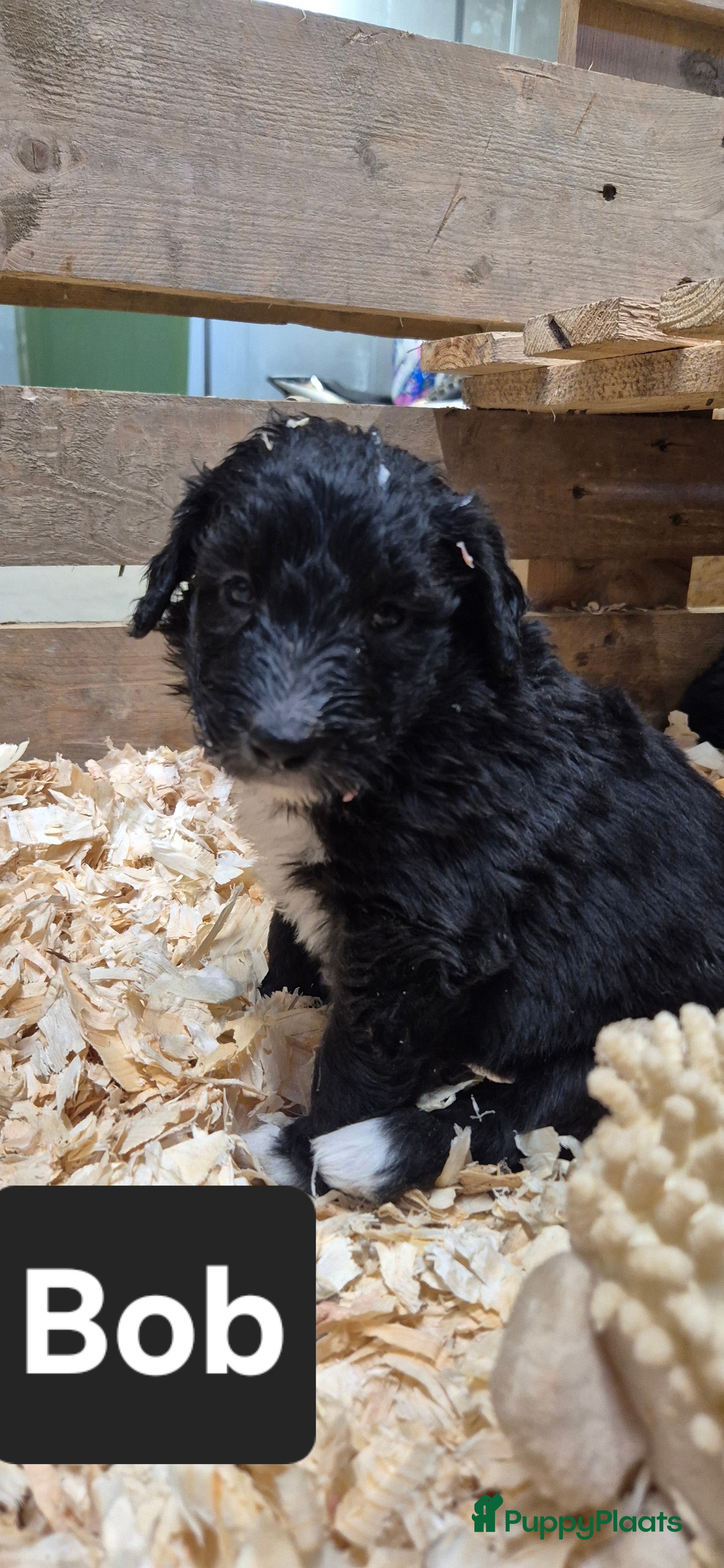 Kruising honden Bordoodle pups (F1) te koop! - Advertentie 2