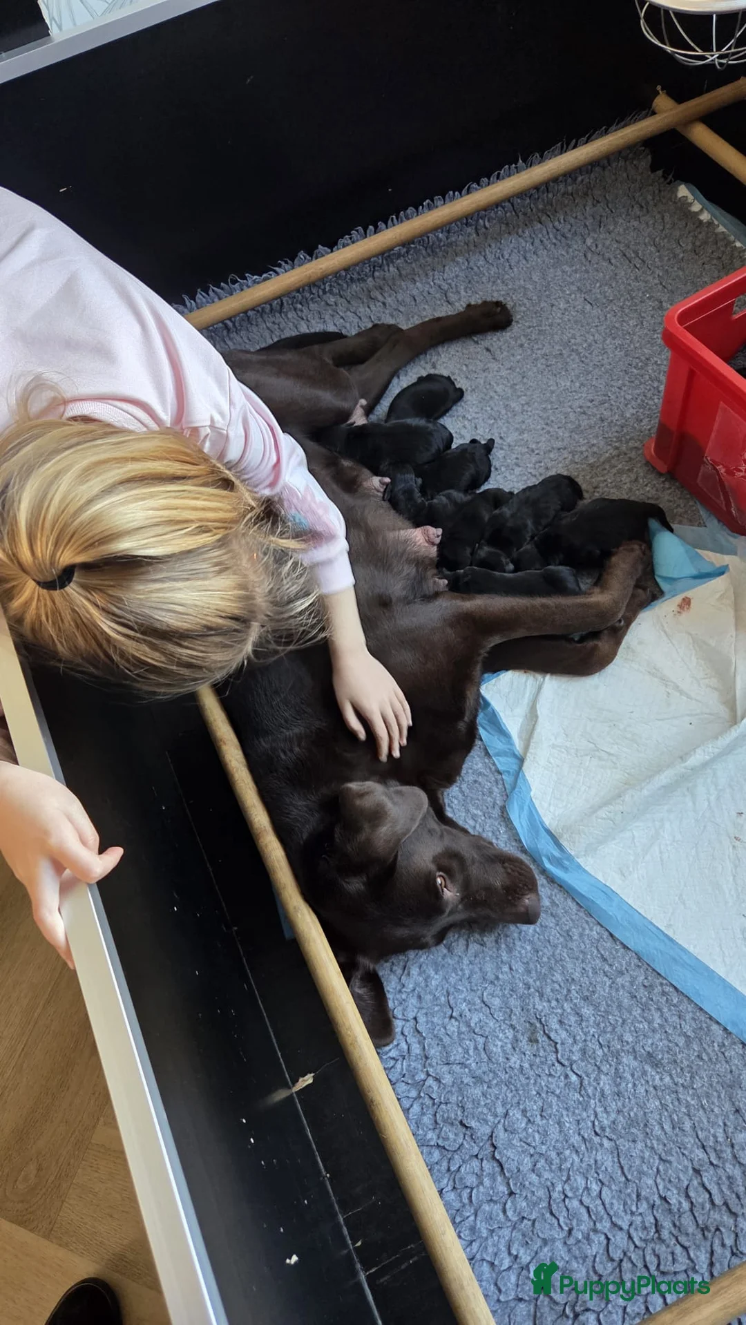 Labrador Retriever honden te koop: Labrador puppy's zwart - Advertentie 6