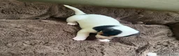 Jack Russel Terriër honden te koop: Schattige jack russels te koop  - Advertentie 27