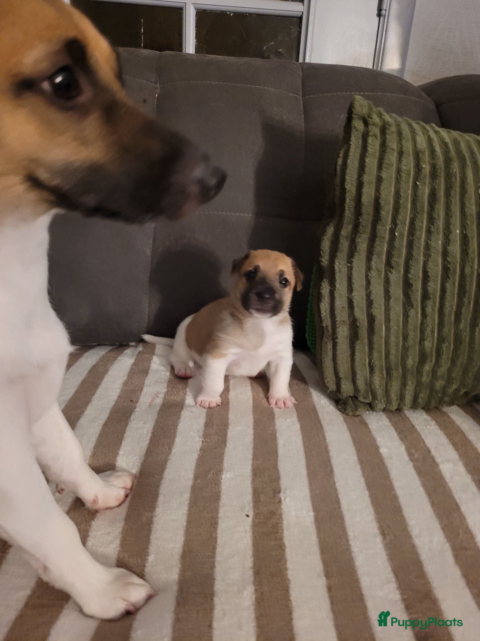 Jack Russel Terriër honden 4 Jack russel pups te koop - Advertentie 2