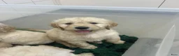 Goldendoodle honden te koop: goldendoodle pups  - Advertentie 4