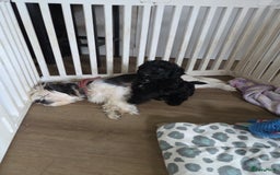 Boomer honden te koop: Lieve rustige boompoo pups in Barneveld - Afbeelding 1