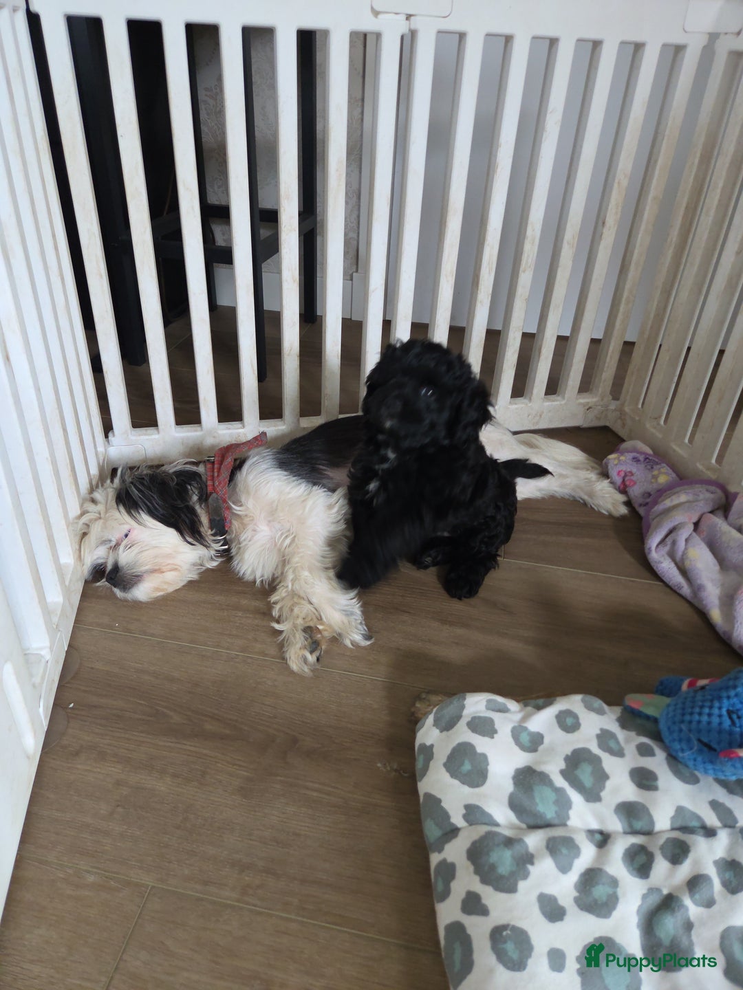 Boomer honden te koop: Lieve rustige boompoo pups in Barneveld - Afbeelding 1