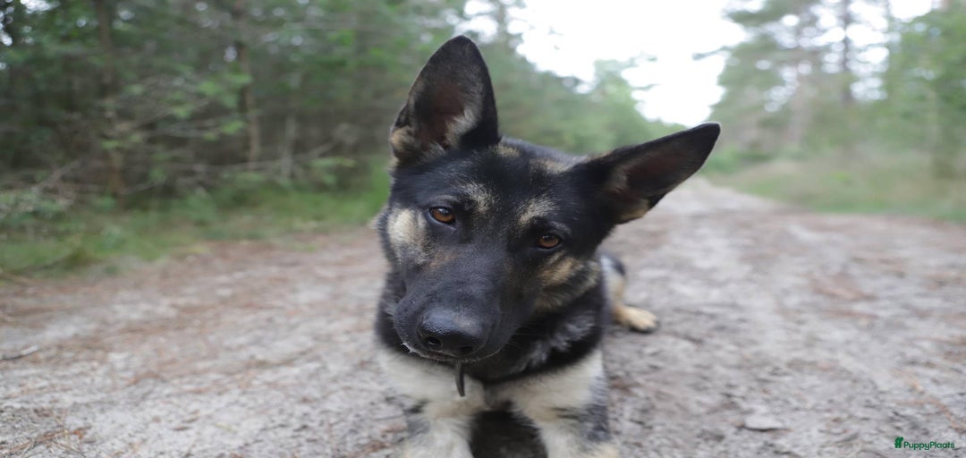 Galerij afbeelding {{count}}