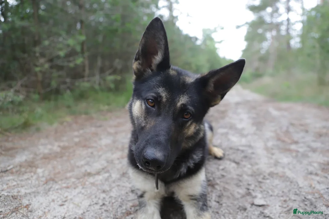 Galerij afbeelding {{count}}