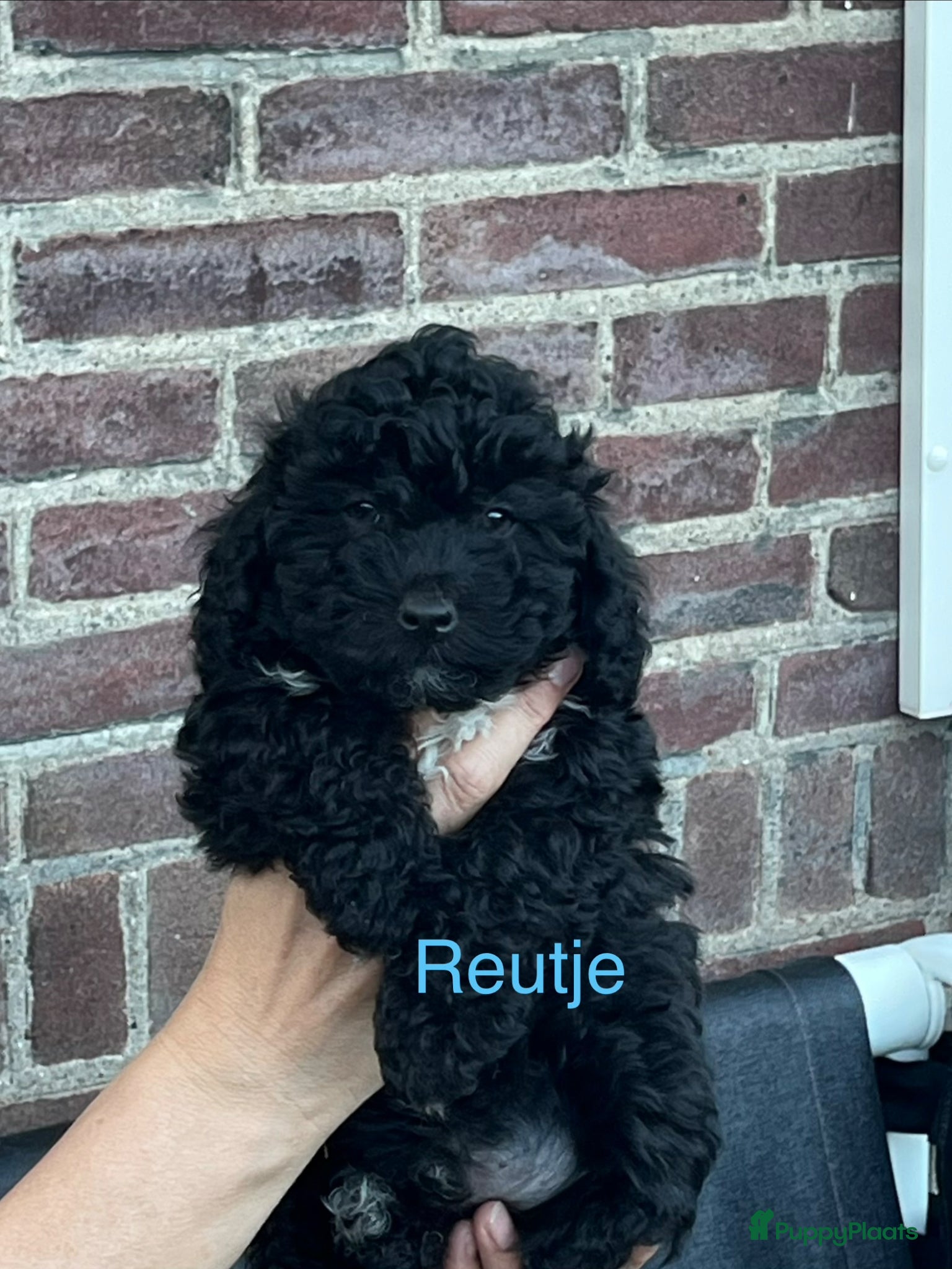 Maltipoo honden te koop: Maltipoo - Advertentie 12
