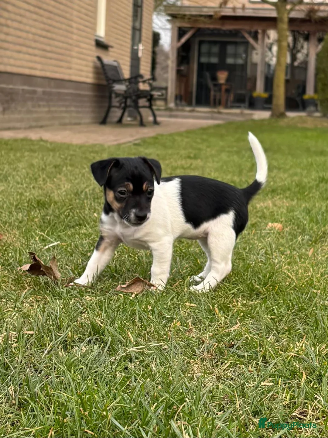 Jack Russel Terriër honden te koop: Jack Russel pup teefje - Advertentie 11