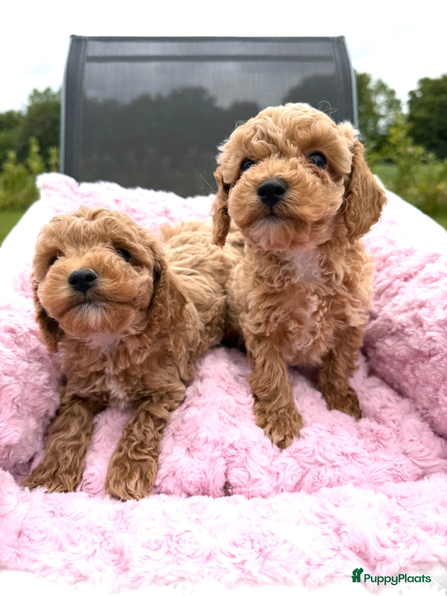 Maltipoo honden Mini maltipoo f1 b super mooie, gezonde pups - Advertentie 6