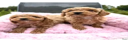 Maltipoo honden te koop: Mini maltipoo f1 b super mooie, gezonde pups - Advertentie 1