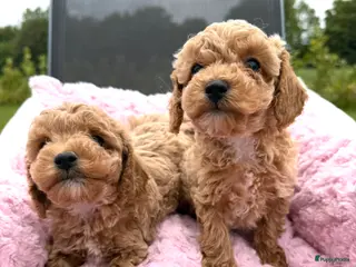 Maltipoo honden Mini maltipoo f1 b super mooie, gezonde pups - Advertentie 6