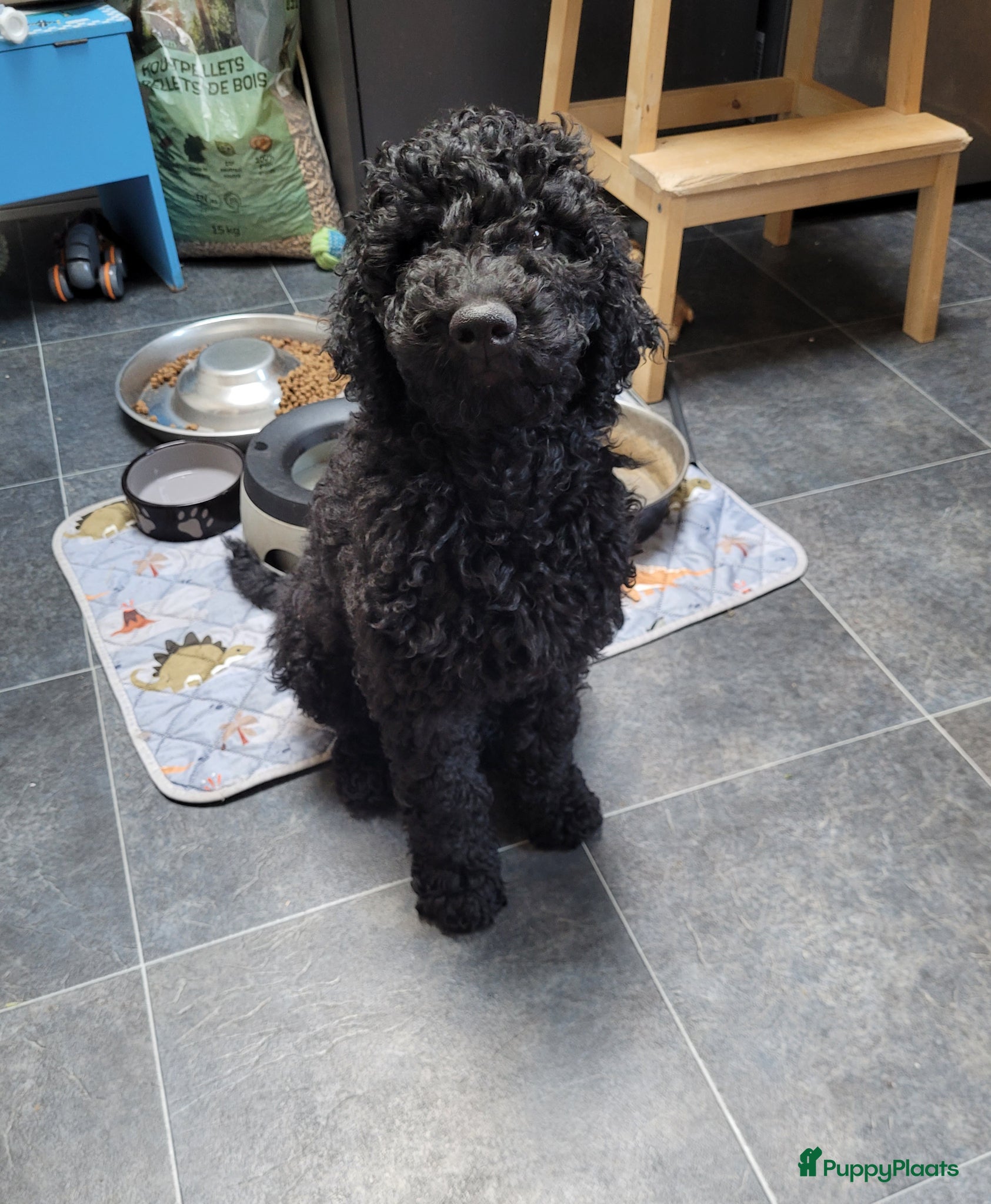 Australian Labradoodle honden Australian Labradoodle-teefje uit geteste ouders  - Advertentie 1