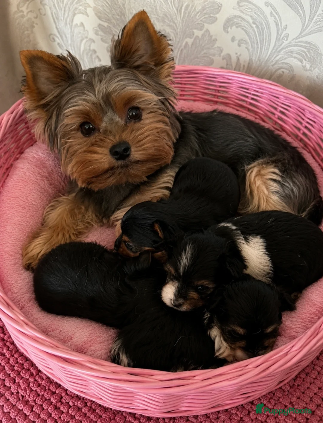 Yorkshire Terriër honden te koop: 4 Yorkshire terriërs   - Advertentie 1