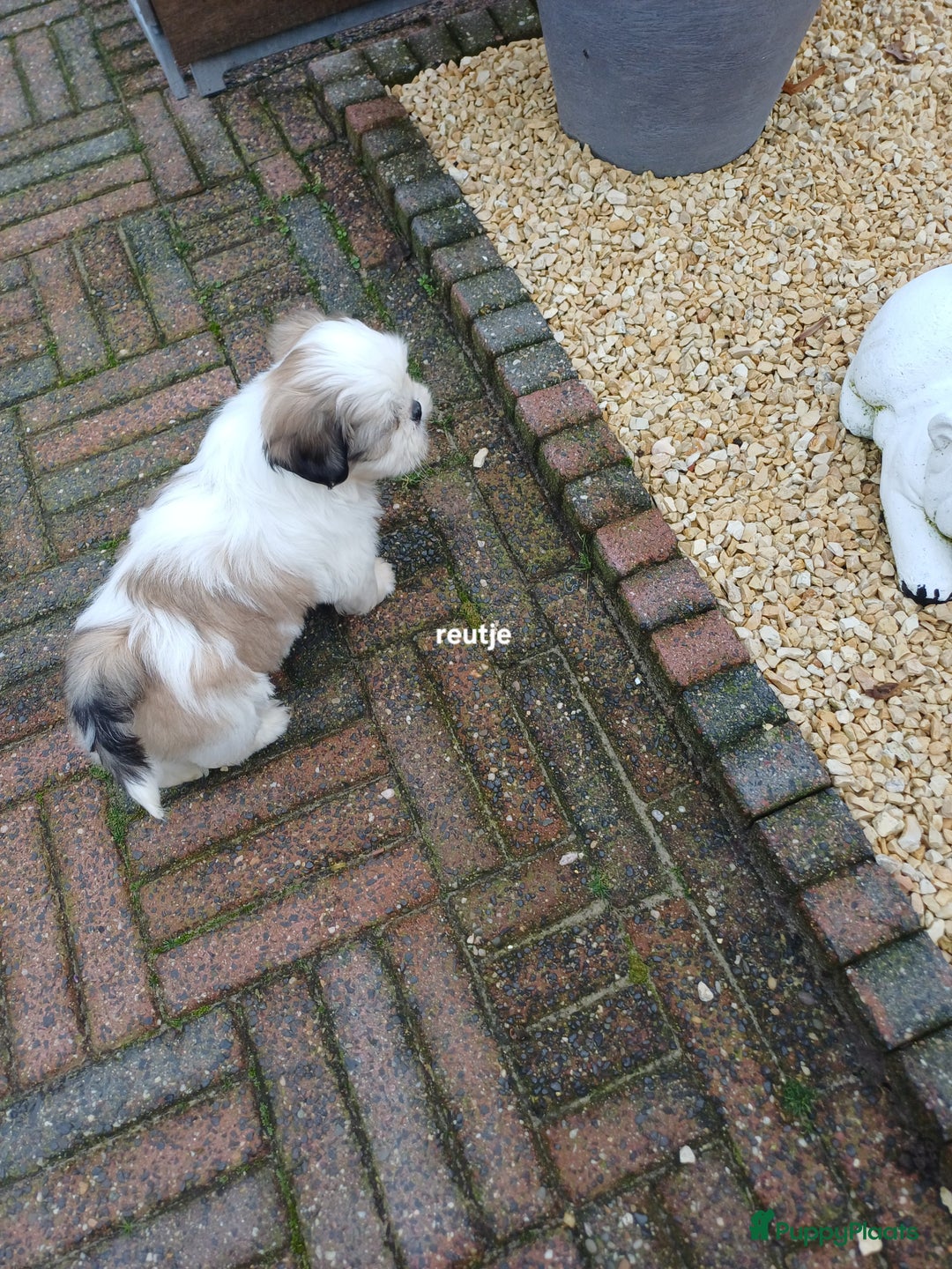 Shih Tzu honden te koop: leuke lieve ras zuiver shih tzu pups - Advertentie 22