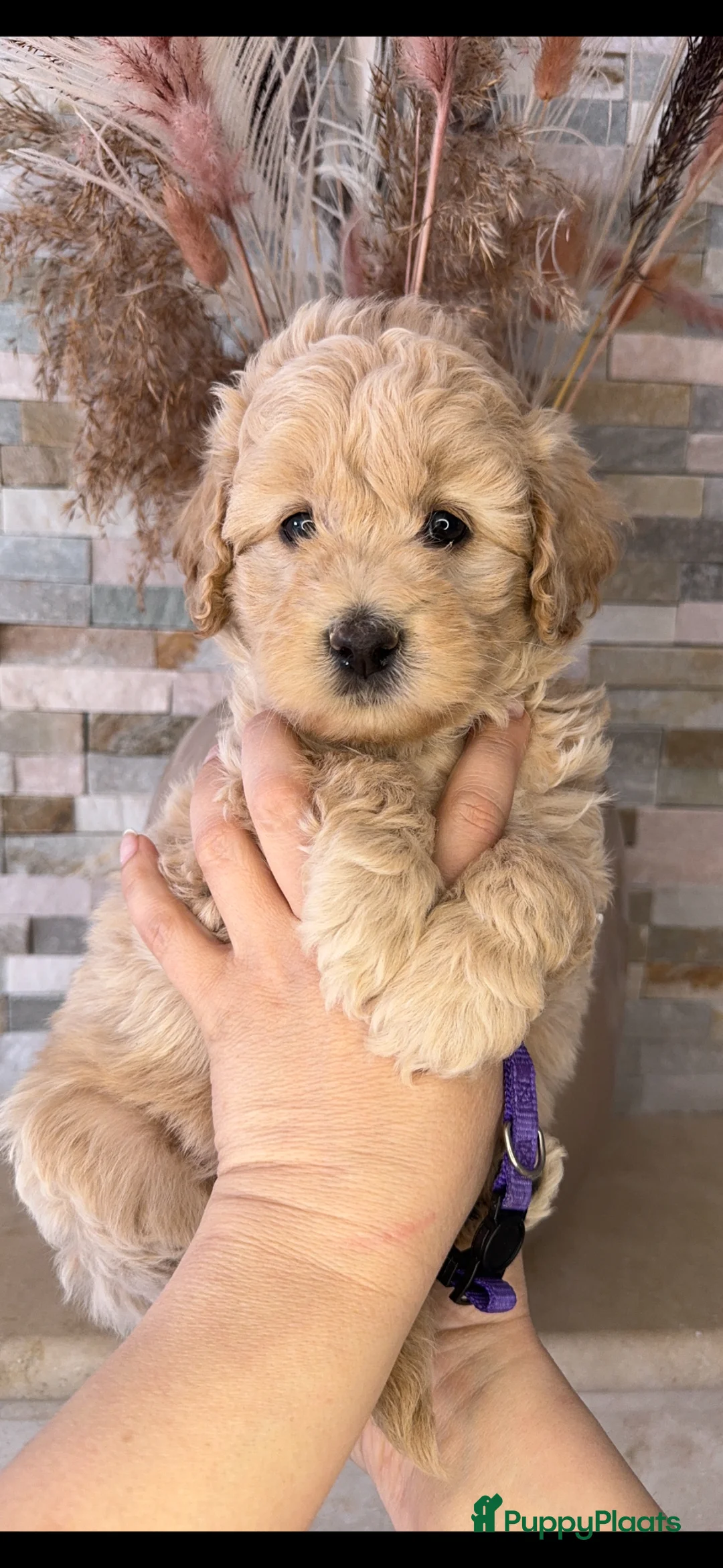 Kruising honden te koop: Prachtige Goldendoodle pups - Advertentie 2