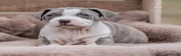 Amerikaanse Bully honden ter dekking: American Bully XL dekreu  - Advertentie 32