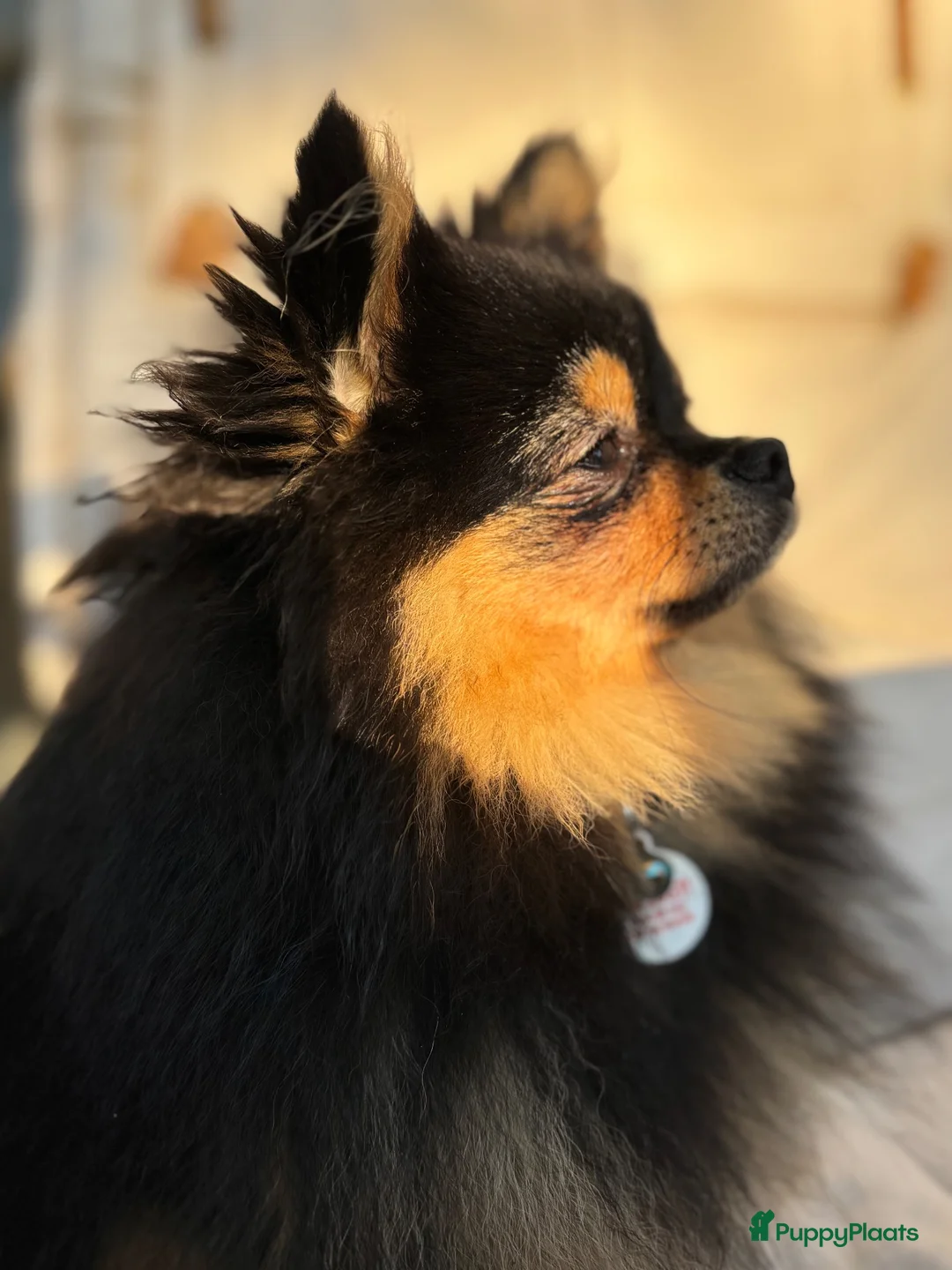 Pomchi honden ter dekking: Black and Tan Pomchi in Oudorp - Advertentie 9