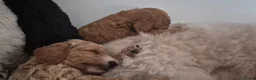 Cockapoo honden te koop: 2 mooie cockapoo meisjes - Advertentie 13