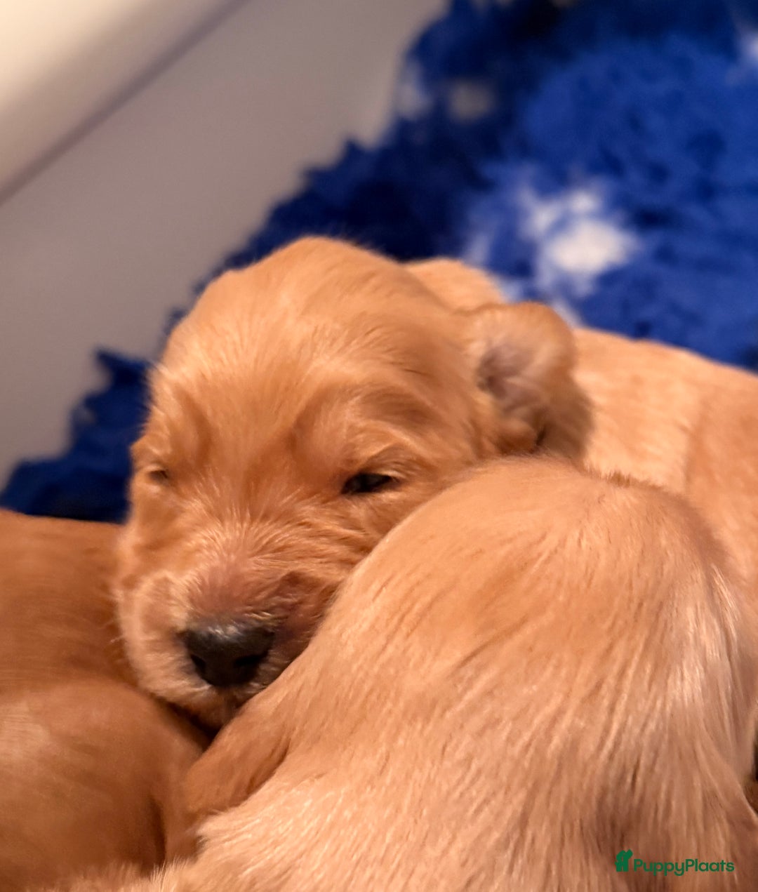 Kruising honden te koop: Goldendoodle/labradoodle  - Advertentie 9