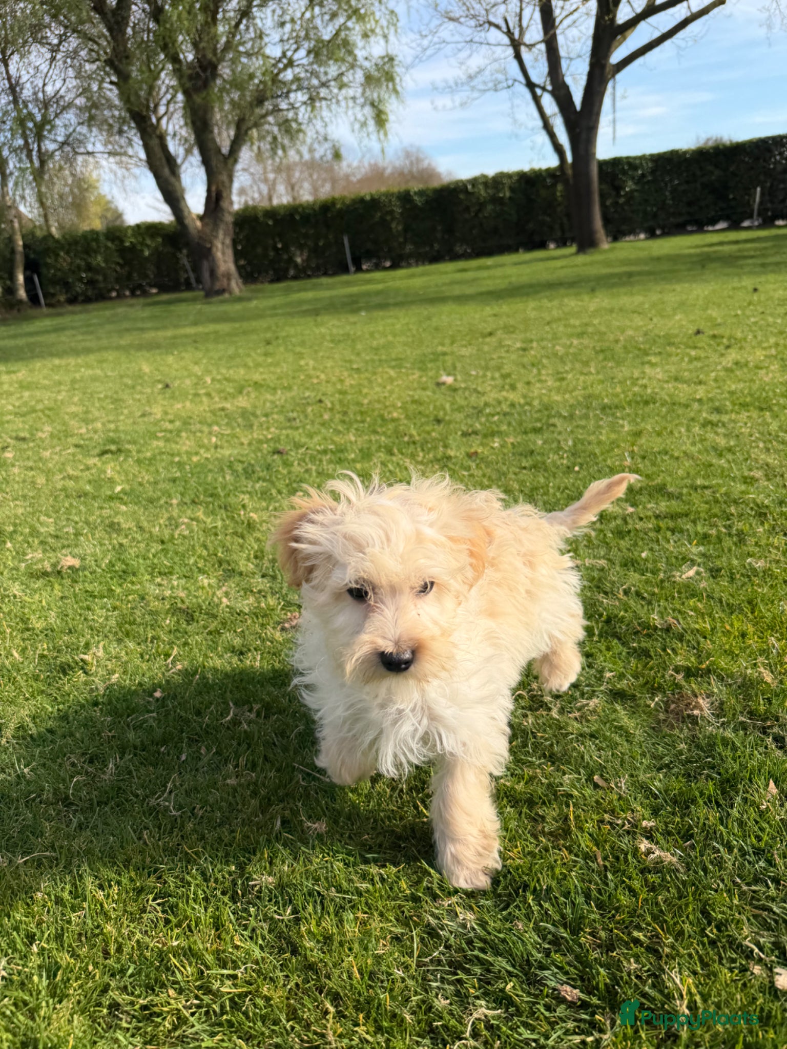 Maltipoo honden Maltipoo (Maltezer x Toy Poedel) pups - Advertentie 1