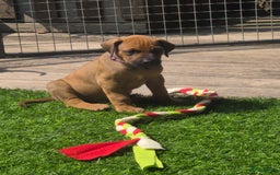 Rhodesian Ridgeback honden te koop: Rhodesian Ridgeback pups in Bentveld - Afbeelding 5