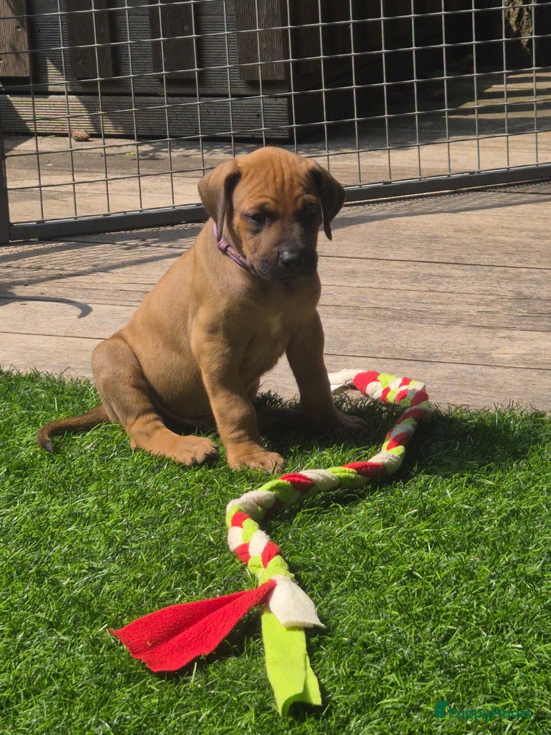 Rhodesian Ridgeback honden te koop: Rhodesian Ridgeback pups in Bentveld - Afbeelding 5