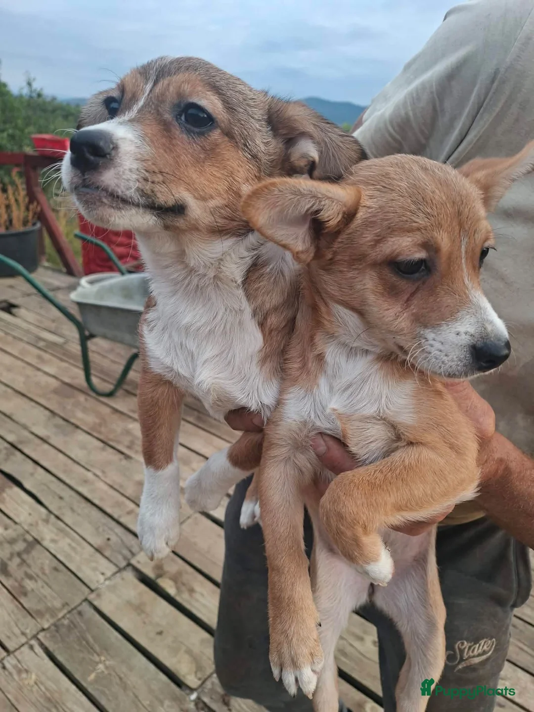 Kruising honden ter adoptie: Storm - Advertentie 8