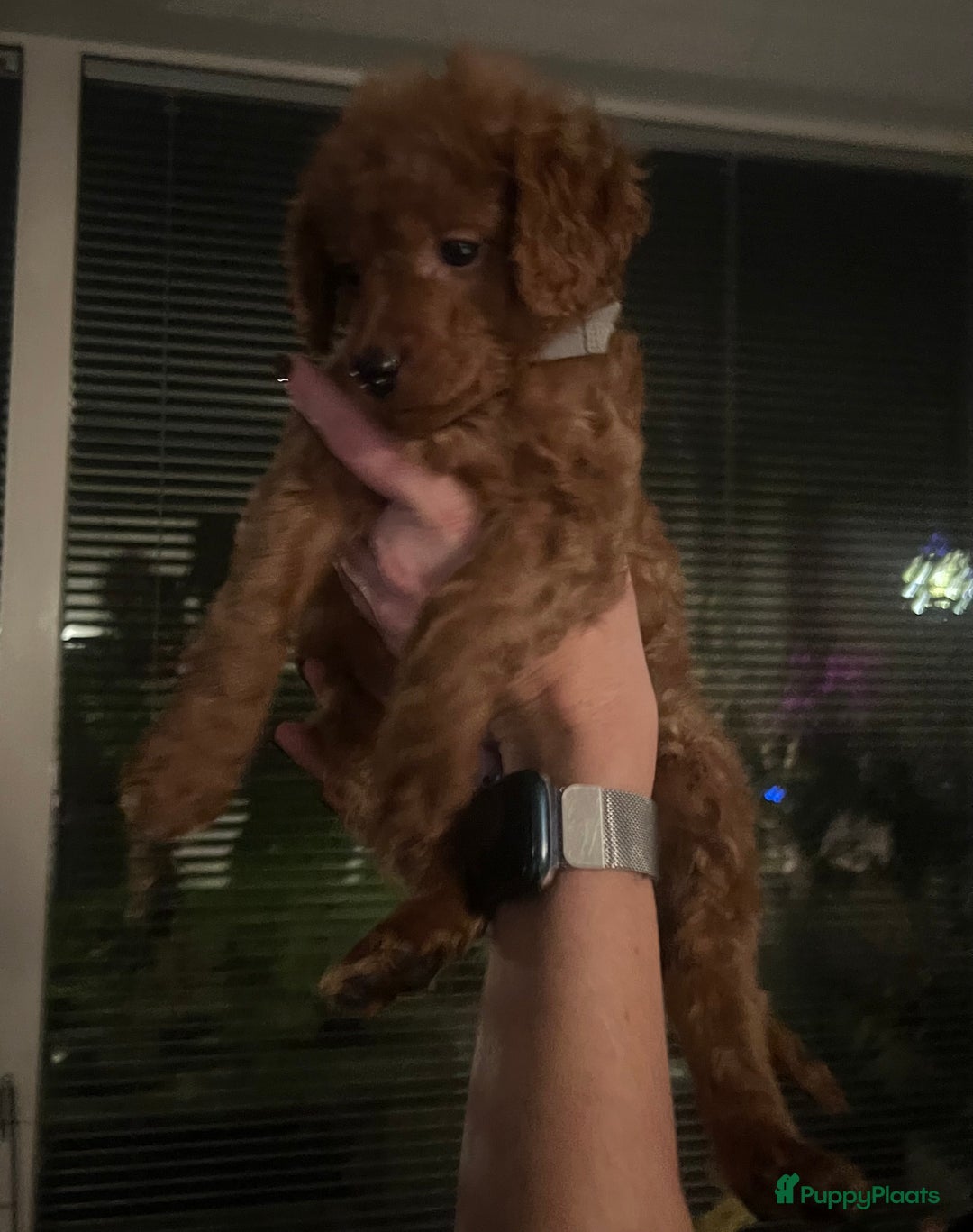 Kruising honden te koop: Huiselijke nest POEDELS, moeder & vader aanwezig  - Advertentie 5