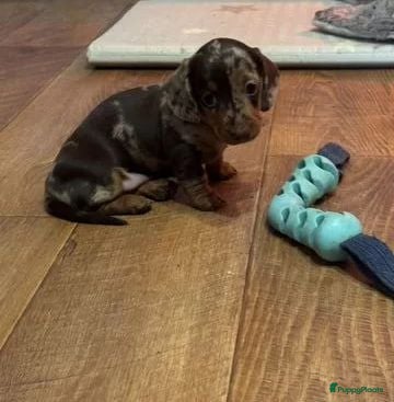 Yorkshire Terriër honden Teckel - Advertentie 1